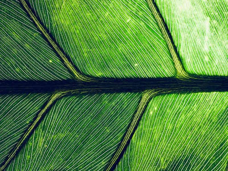 macro image of a green leaf