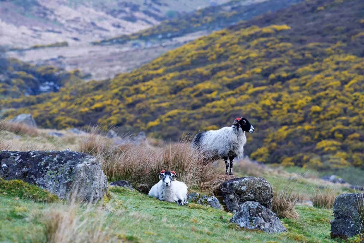 Two sheep in a wild and rocky landscape