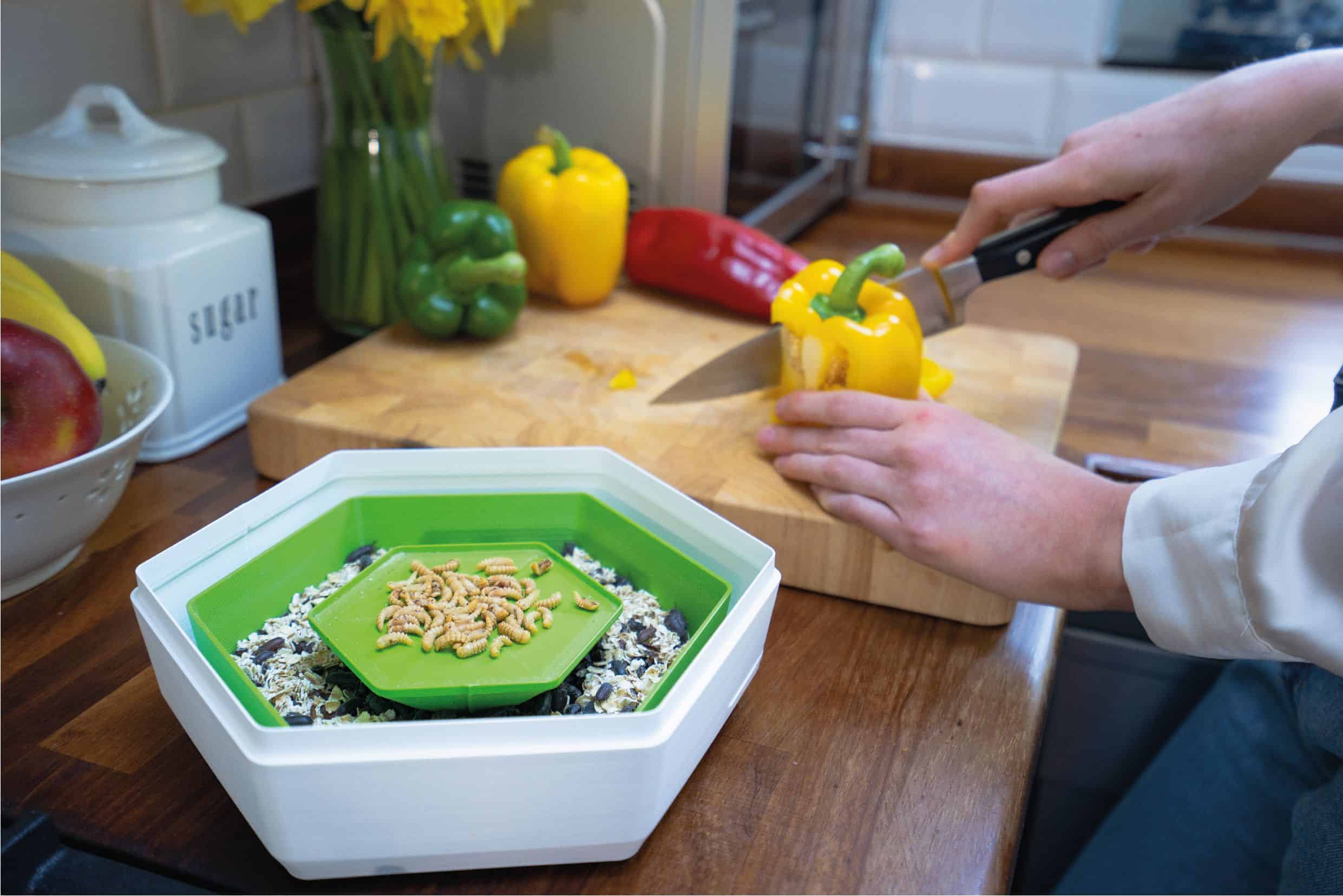 Insect farm as alternative protein in kitchen