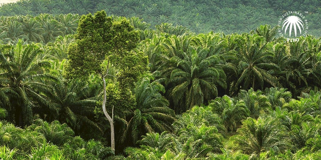 RSPO sustainable palm oil