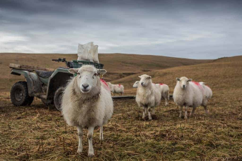 Sheep in the Elan Valley